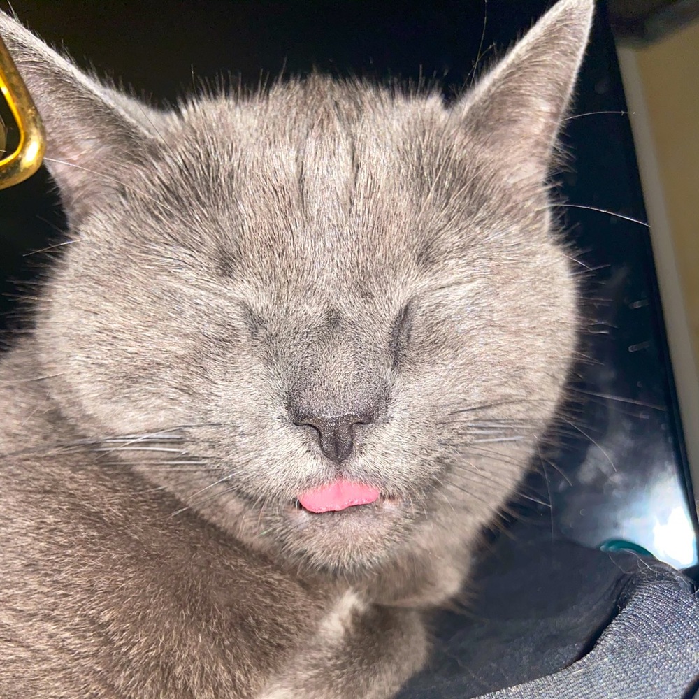 🐈‍⬛ 💖Pet Friendly & Smoke Free Home 💖🐈‍⬛